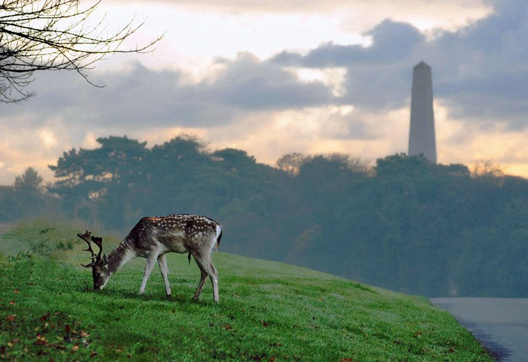 deer-in-park.jpg deer-in-park.jpg